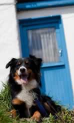 Dog friendly cottages and self catering in the UK